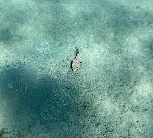 Schnorcheln Marsa Alam