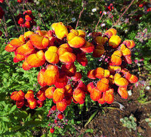 Eindrücke vom Rundgang durch Blandy´s Garden