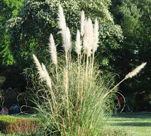 Abbey Park (Park (rezerwat, zoo, safari, it