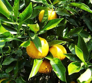 Orangen im Zitronengewächshaus