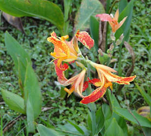 Wildlife Expeditions