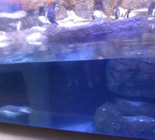 Aquarium / Oceanongrafic