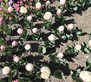 Botanischer Garten München