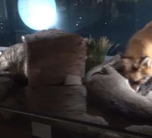 Museum für Naturkunde