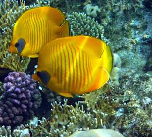 Beim schnorcheln am Südriff