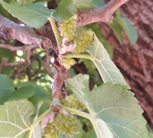 Maulbeeren für Antibiotika