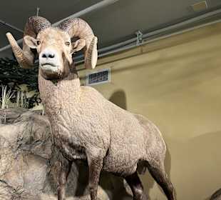 Yellowstone Nationalpark