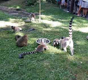Im "freien" Affengehege wo man durchgehen kann