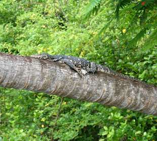 Leguan auf dem Baum