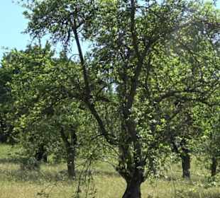 Eduard Lucas Musterobstgarten Mähringen