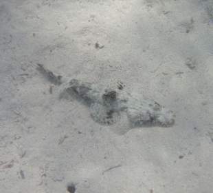 Poisson Crocodile: plage de l'hotel