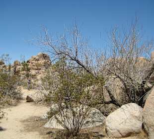 Andere Pflanzen im NP