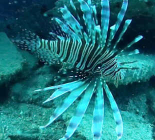Bayahibe Atlantic Princess Wreck