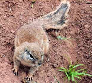 Kap-Borstenhörnchen