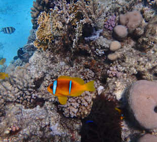 Schnorcheln am Riff, findet "Nemo"