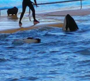 Zu Besuch im Loro Park