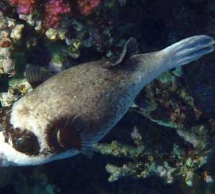 Unterwasser WeltUnterwasser Welt