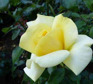Ros19 - eine der letzten Rosen
