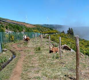 Hochebene Paul da Serra, Levada do Bica da Cana