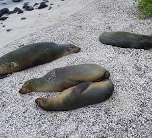 Viele Seelöwen teilweise mit Jungtieren