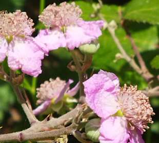 Naturpark S'Albufera