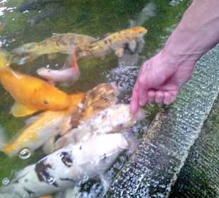 Palmiarnia Poznańska