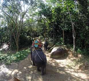 Podróż na słoniu przez las