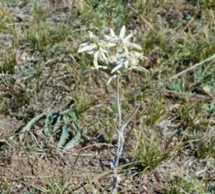 Edelweiss im Gorkhi Terelj Nationalpark