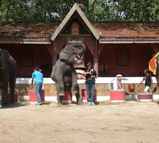 Phuket ZOO - 10 / 2010