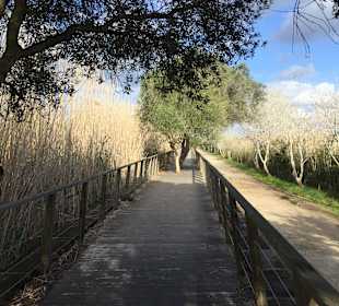 Naturpark S'Albufera