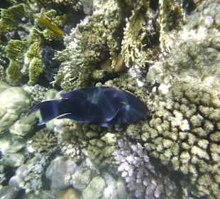 Schnorcheln Makadi Bay