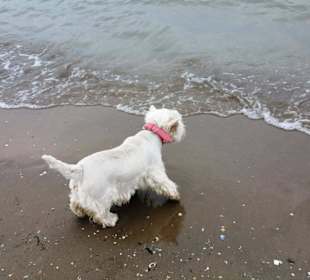 Am Hundebereich Strand