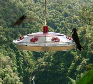 Besuch auf einer Kolibristation