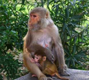 Małpy pod Taj Mahal