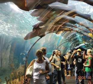 Oceanarium