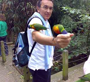 Parrots