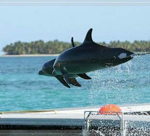 Delfinschwimmen auf Dolphin Island