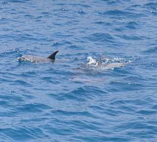 Delfine beim Ausflug beobachtet