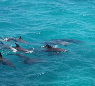 Delfingruppe vom Boot
