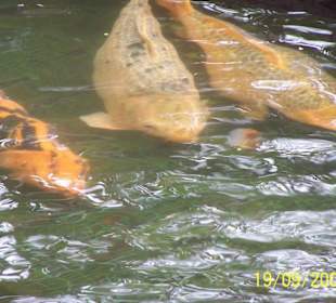 Casela Bird Park