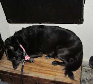 Schlafender Hund im Plzenka Duli