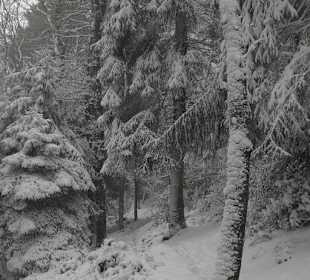 Durch den verschneiten Wald