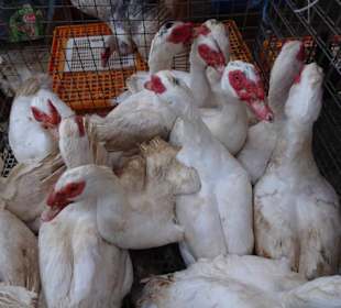 Rundgang über den Marché forain du Front de Mer