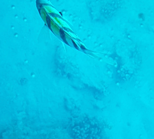 Schnorcheln Makadi Bay