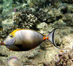Gelbklingen-Doktorfisch