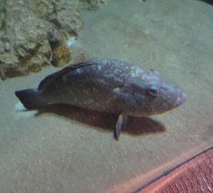 Im Aquarium unterwegs