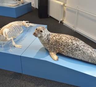 Rundgang durch das Zoologische Museum Kiel