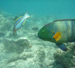 Besenschwanz  und Junker