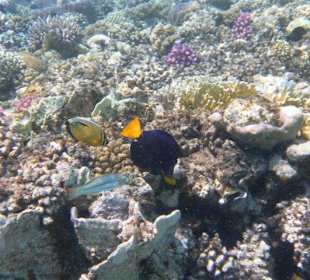 Tauchfotos am Hausriff des Mangrove Bay Resort