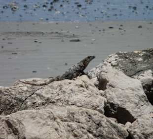 Echse am Strand von Samara